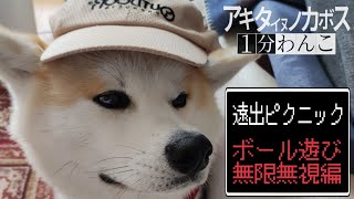 うちの秋田犬がボール遊びに興味がなさすぎる件 【1分ワンコ】#秋田犬 #癒やしのペット動画 #犬 #癒やし #akitainu #おもしろ #かわいい #1分ワンコ