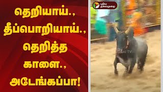 தெறியாய்.,தீப்பொறியாய்.,தெறித்த காளை.,அடேங்கப்பா! | Palamedu Jallikattu 2025