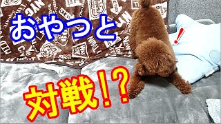 初めての大きなおやつに挑む！？どっちが勝つ？【トイプードルのソラ】【トイプードル】