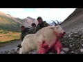 british columbia mountain goat hunts jagd auf schneeziege jakt på snöget