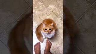 #funny cats videos 😂😂 37