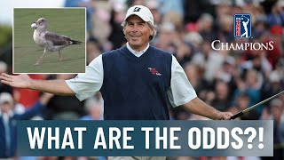 WHAT ARE THE ODDS?! | Most unique shots on PGA TOUR Champions