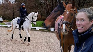 Grand Prix Dressurpferd für Ariane Telgen - Alle Pferde nach Schicksalsjahr wieder gesund