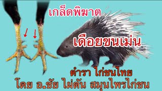 เกล็ดพิฆาต เดือยขนเม่น# เป็นเดือยที่แทงแสนเจ็บปวดที่สุด#โดย อ.ชัย ไผ่ตัน