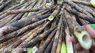 【假日農夫】四月採桂竹筍bamboo shoots