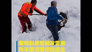 奥地利暴雪触发雪崩 羚羊遭活埋惊险逃生