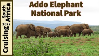 Addo Elephant Park | SO Many Elephants | Port Elizabeth, South Africa