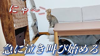 【発情期？】去勢をしてから猫が急に鳴くようになりました