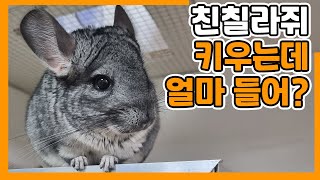 How much would it cost to raise a chinchilla rat? / Raising chinchilla rats