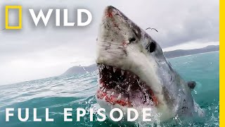 Shark Attack: California Coast Carnage (Full Episode) | When Sharks Attack