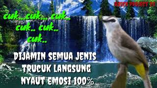 Trucuk Betina Memangil Jantan suara Birahi auto Bikin Emosi lawan 100℅ langsung Gacor #trucukmania