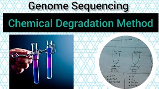 Chemical Degradation Method | Genome Sequencing| Maxam and Gilbert Method of Sequencing|