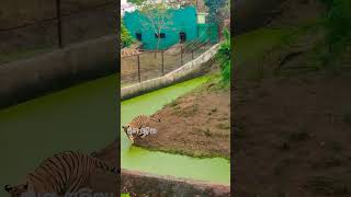 ନନ୍ଦନକାନନ ରେ ବାଘ||Tiger at Nandankanan||Bhubaneswar