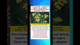 Растение, продлевающее жизнь! Восстановит печень, почки и многое ДРУГОЕ!