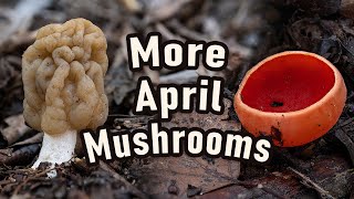 Mushroom Hunting - April 2023 - Verpa bohemica | Early morel | False morel | Thimble morel | Fungi