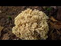 top 10 edible wild mushrooms of the pacific northwest