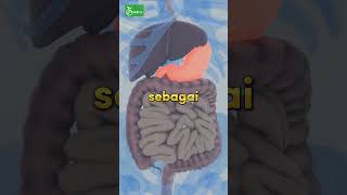 Apa Fungsi Hati Pada Tubuh Manusia? #youtubeshorts #organtubuh #liver