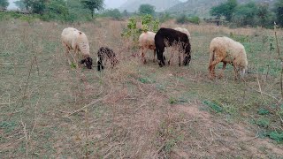 बराड़ी भेड़   Baradi 🐑 Sheep minda Chhatishaghar sheep Akbarpur Alwar Rajasthan liya Khan ka bachha