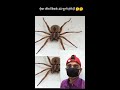 एक मकड़ी के कितने पैर और घुटने होते है जानकर आश्चर्य होगा how many leg knee in spider facts shorts