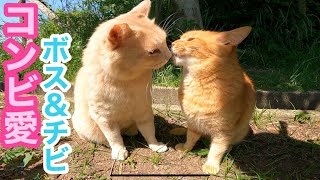 最高のコンビ猫 ボス＆チビが70%まで復活⁉️癒されるスリスリを永遠に Japanese cats