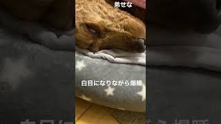 白目になりながら爆睡する弟　#トイプードル #トイプー #犬のいる暮らし #犬 #弟 #白目#爆睡