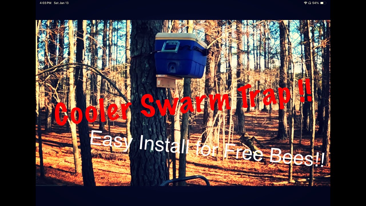 Beekeeping For Beginners | Swarm Trap Installation Using An Igloo ...