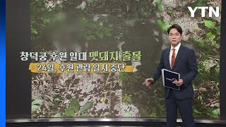 멧돼지 출몰에 창덕궁 후원 관람 '한때 중단' [앵커리포트] / YTN