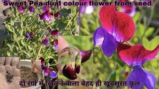 How to grow sweet pea flower plant from seed with full update|मीठे मटर के फूल बीज से कैसे उगाये