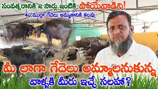 40 ముర్రా గేదెలు అమ్మకానికి కలవు | మీరు కూడా గేదెలు తెచ్చి అమ్మొచ్చు కానీ!మొత్తం డైరీ లోనే ఉన్నాను!