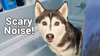 What is My Husky Scared of?