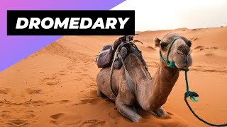 Dromedary 🐪 The Incredible Desert Survivors