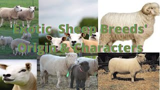 Meat/Mutton #Exotic Sheep Breeds #Origin \u0026 Characters #veterinary@drabidsargani15 #domestic spp