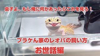 【息子へ贈る爬虫類飼育動画】プラケん家のレオパの飼い方　お世話編