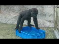 小金剛jabali快樂喝水 little gorilla jabali drinks water