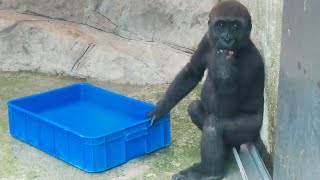 小金剛Jabali快樂喝水 Little gorilla Jabali drinks water