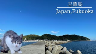 【離島散策】志賀島の大自然と猫達に癒される休日