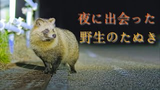 夜に出会ったタヌキ 可愛いたぬき tanuki raccoon dog