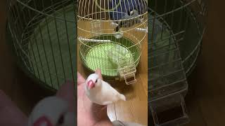 文鳥ズ　毛づくろい1