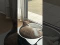 【猫鍋】ひんやりするんだにゃん🐈🥰