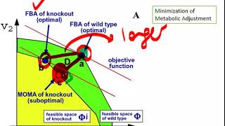 Lecture 7.1 - Minimization of Metabolic Adjustment (MOMA) | Genome Scale Metabolic Models