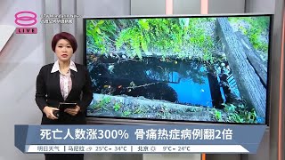 死亡人数涨300%  骨痛热症病例翻2倍【2023.03.28 八度空间华语新闻】