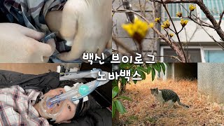 노바백스 발열 없고 혈전 안생기는 가장 안전한 백신 |  미접종자가 코로나 백신 접종을 결심하게 된 이유 |  고양이와 산수유 |   희귀병브이로그 |  근이영양증