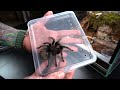 nowe terrarium dla czarnej 😍 grammostola pulchra