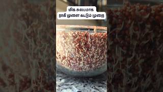 🌱மிக சுலபமாக ராகியை முளை கட்டுவது எப்படி? I How to sprout Ragi easily? #viral #trending