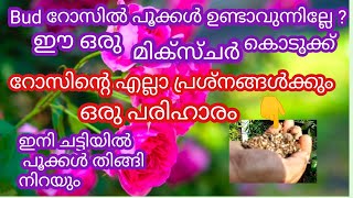 ബഡ് റോസിൽ പൂക്കൾ ഉണ്ടാവുന്നില്ലേ?ഈ ഒരു മിക്‌സ്ചർ കൊടുക്ക്# പൂക്കൾ കൊണ്ട് നിറയും#garden tips