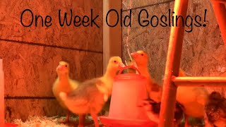 Baby Goslings Grow Up So Fast!  First Week Summary of Embden Geese Chicks