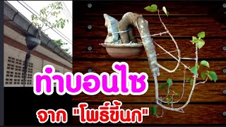 ทำบอนไซเท่ห์ๆจากโพธิ์ขี้นกบนหลังคา