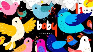 Colorful Baby Sensory Nordic BIRDS! Bach for Baby Brain Development In Bright High-Contrast Video 👶