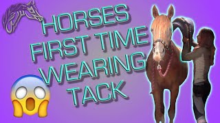 YOUNG HORSE TRAINING|| HOW TO INTRODUCE TACK || TACKING UP A HORSE FOR THE FIRST TIME