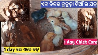 1 ଦିନର କୁକୁଡ଼ା ଚିଆଁ | ଏକ ଦିନର ଚିଆଁ ର ଯତ୍ନ | First day Chick | 1 day to 15 days Chick Care |